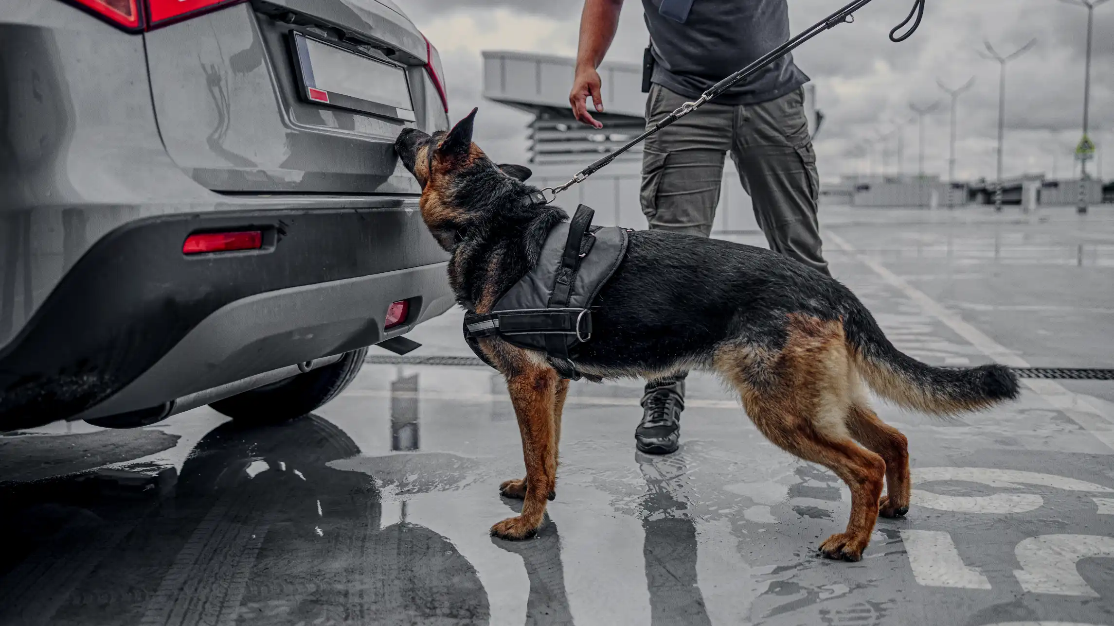 Sniffer dog inspecting car trunk with deputy